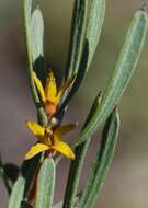 Image of Persoonia trinervis Meissn.