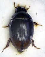 Image of Water scavenger beetle