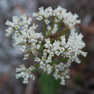 Image of Conospermum hookeri (Meissn.) E. M. Bennett