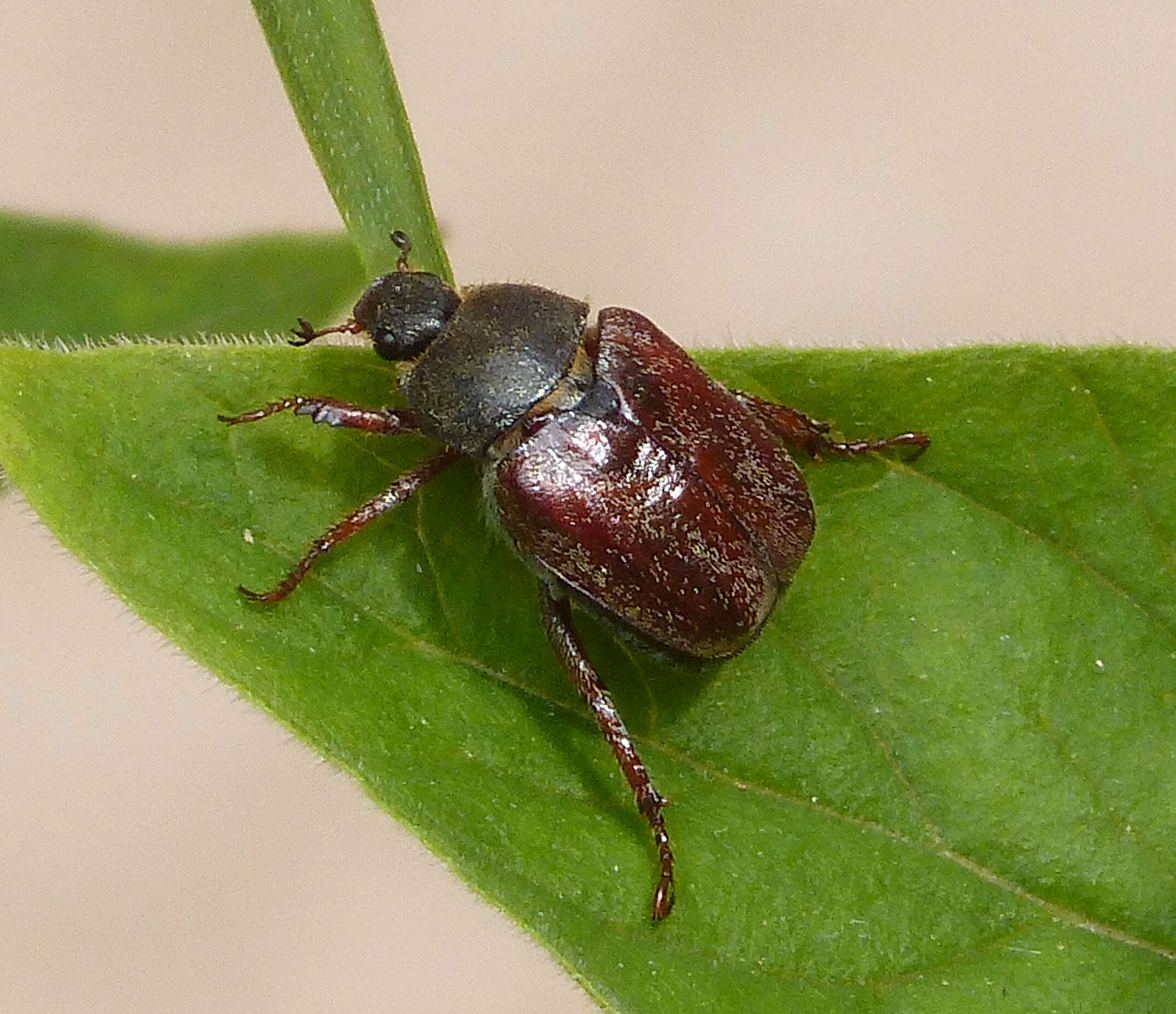 Image of Monkey Beetles