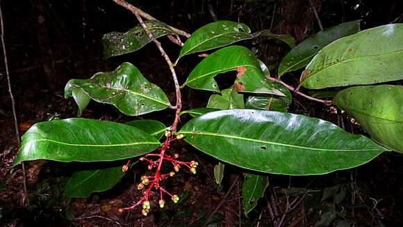 صورة Ouratea gigantophylla (Erhard) Engl.