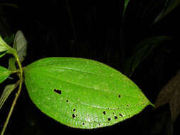 Image of Henriettea cuneata (Standl.) L. O. Williams