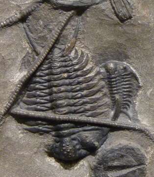 Image of trilobites