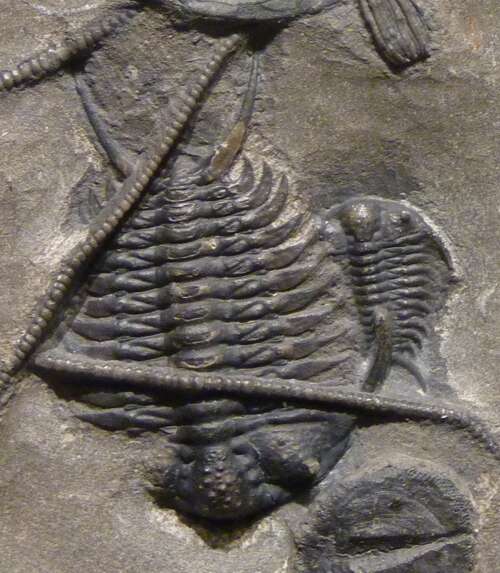 Sivun Trilobita kuva