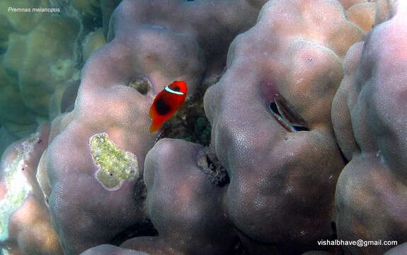 Image of Cinnamon clownfish