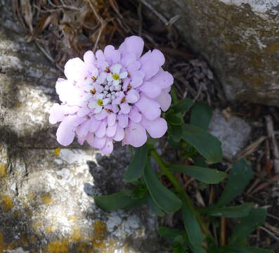 Imagem de Iberis gibraltarica L.