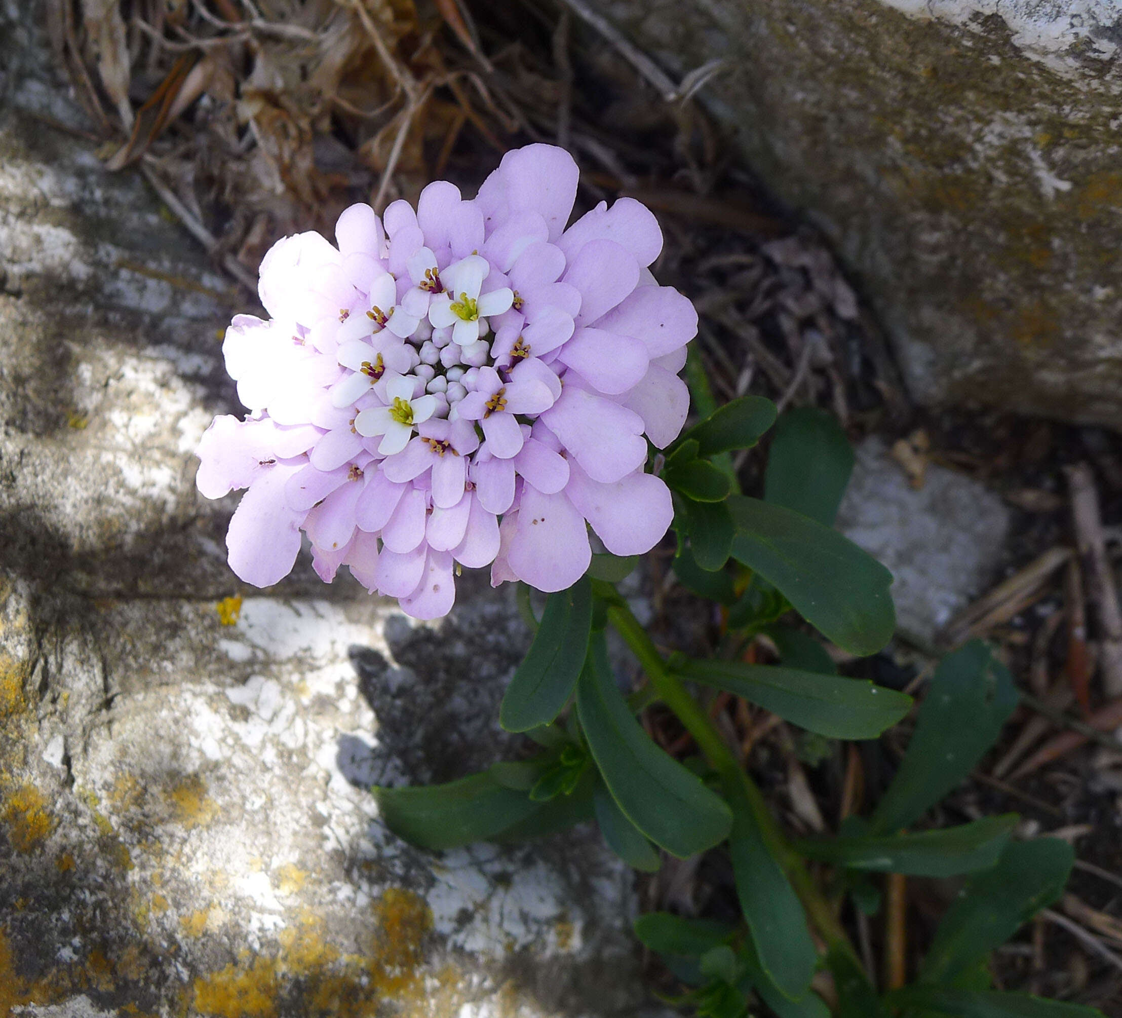 Plancia ëd Iberis gibraltarica L.