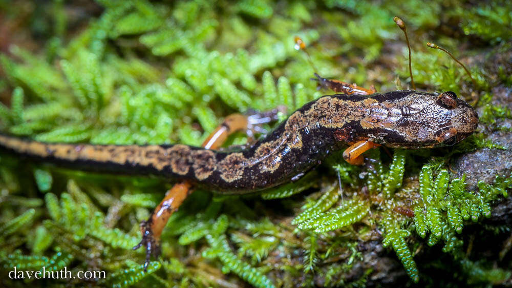 Image of dusky salamanders