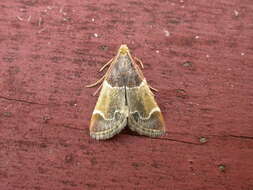 Image of Meal Moth