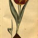 Image of Tulipa suaveolens Roth