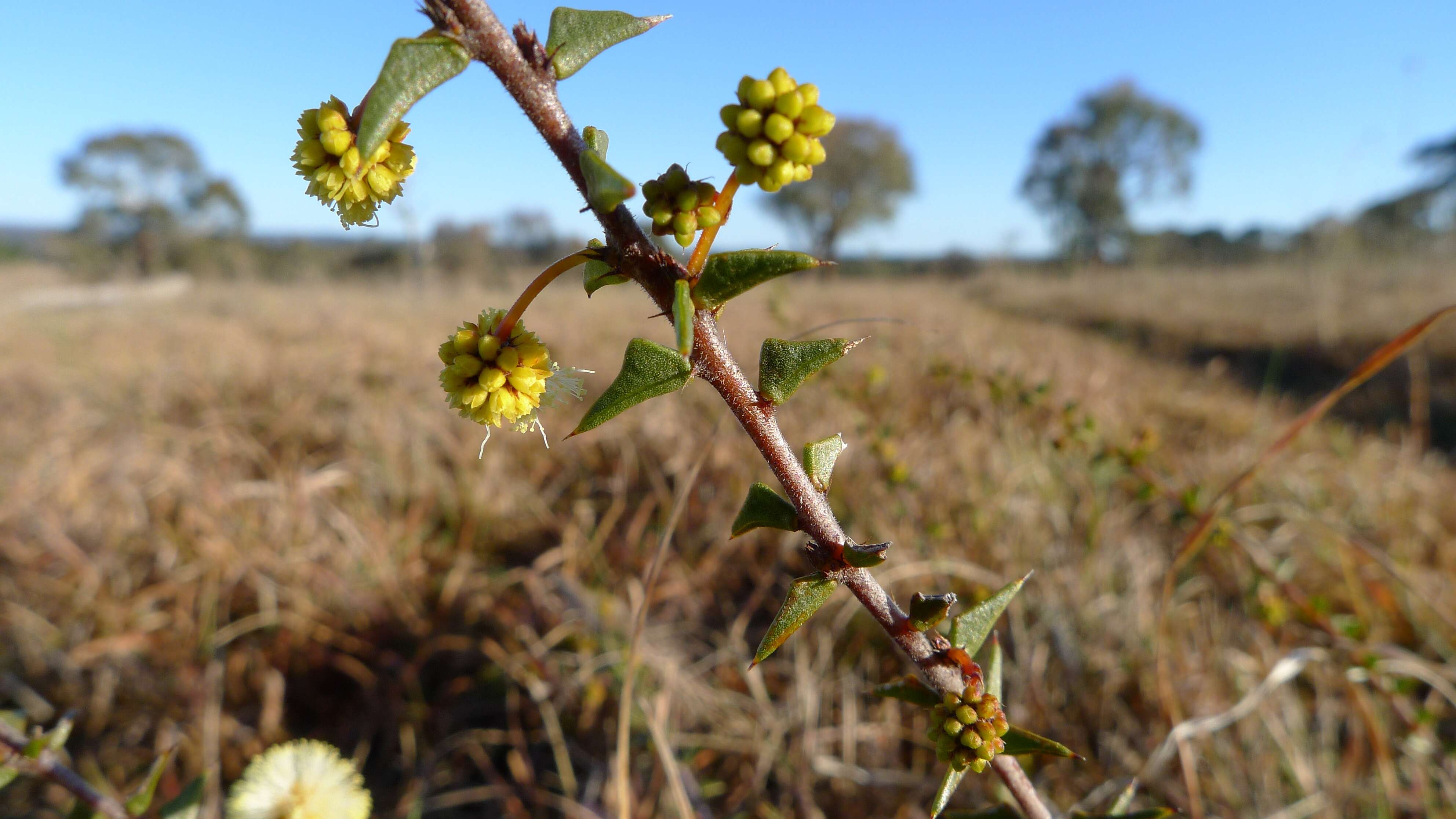 Image of Acacia gunnii Benth.