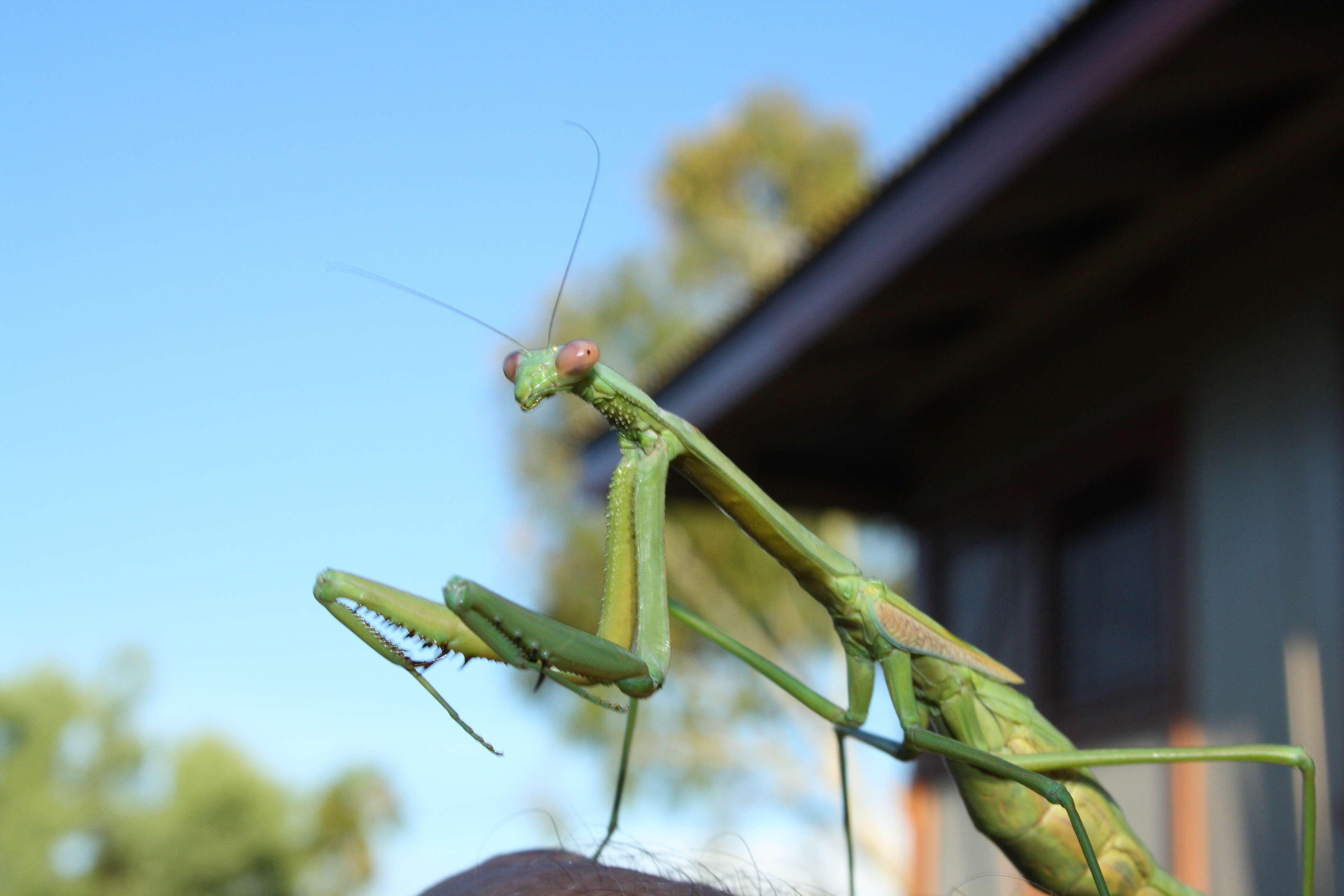 Image of Trachymantis