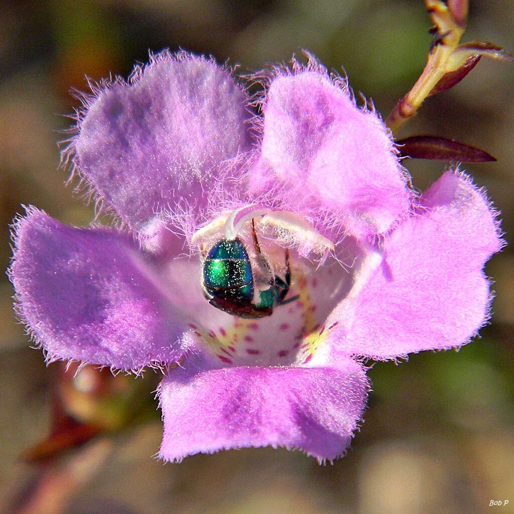 Image of false foxglove