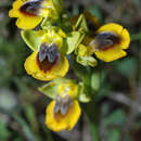Image of Ophrys sicula Tineo