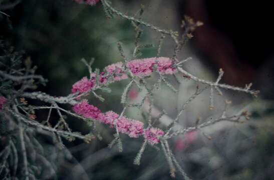 Image of Melaleuca suberosa (Schau.) C. A. Gardner