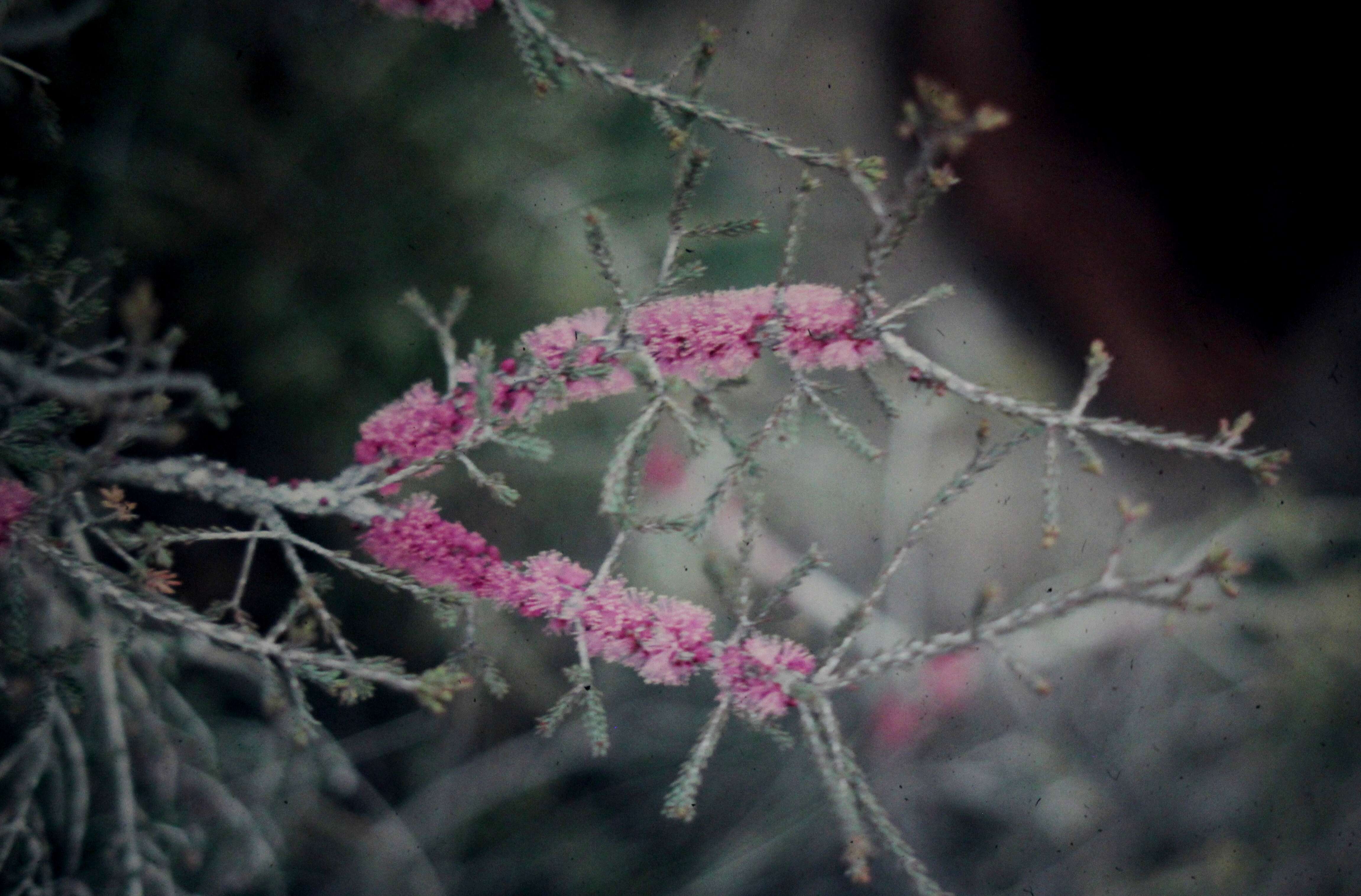 Image of Melaleuca suberosa (Schau.) C. A. Gardner