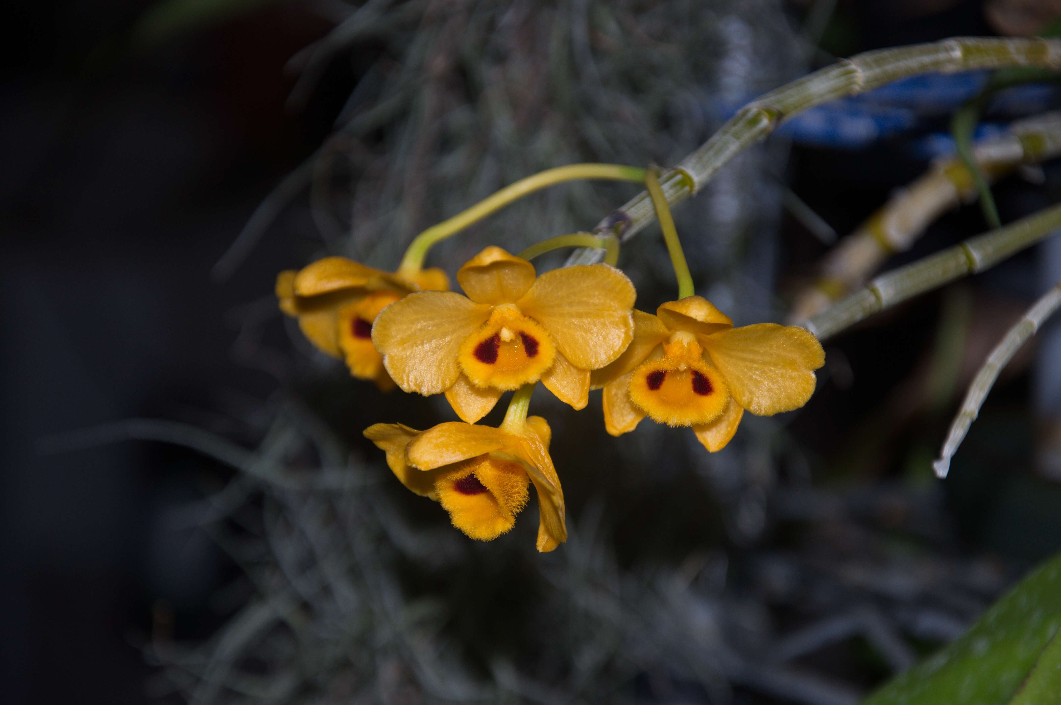 Imagem de Dendrobium chrysanthum Wall. ex Lindl.