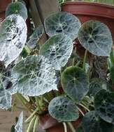 Слика од Begonia goegoensis N. E. Br.