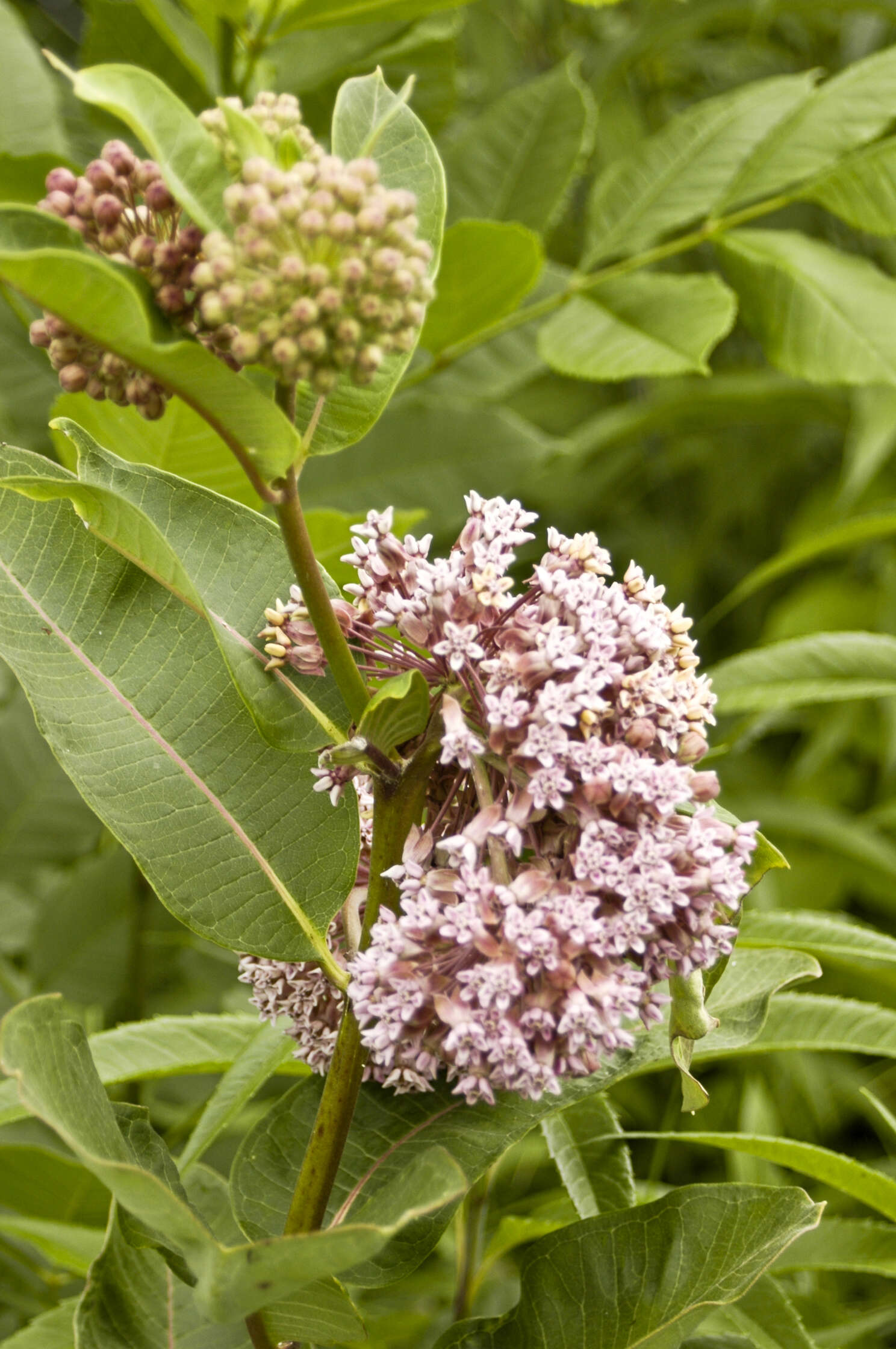 Image of milkweed