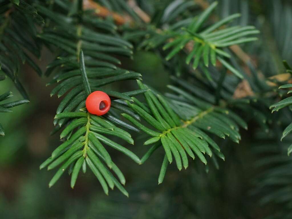 Image of yew