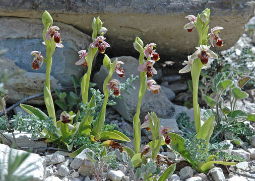 Image of Ophrys umbilicata Desf.