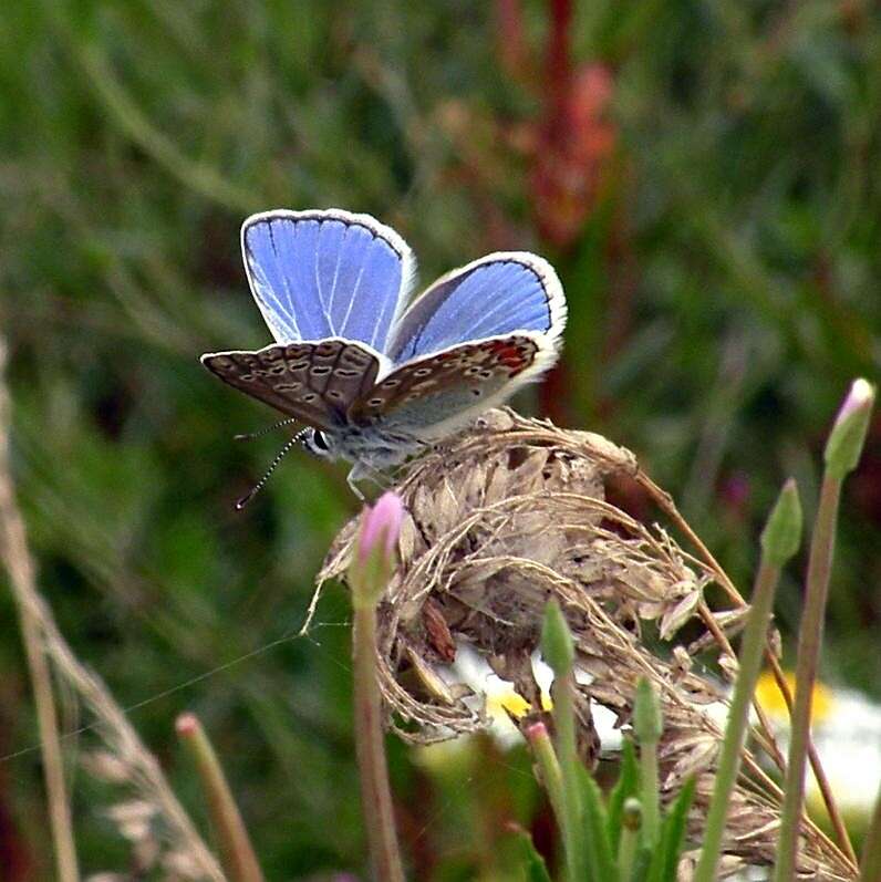 Image of common blue