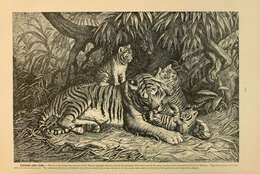 Image of Tiger