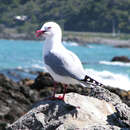 Image of Chroicocephalus scopulinus