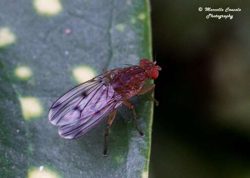 صورة Suillia variegata (Loew 1862)