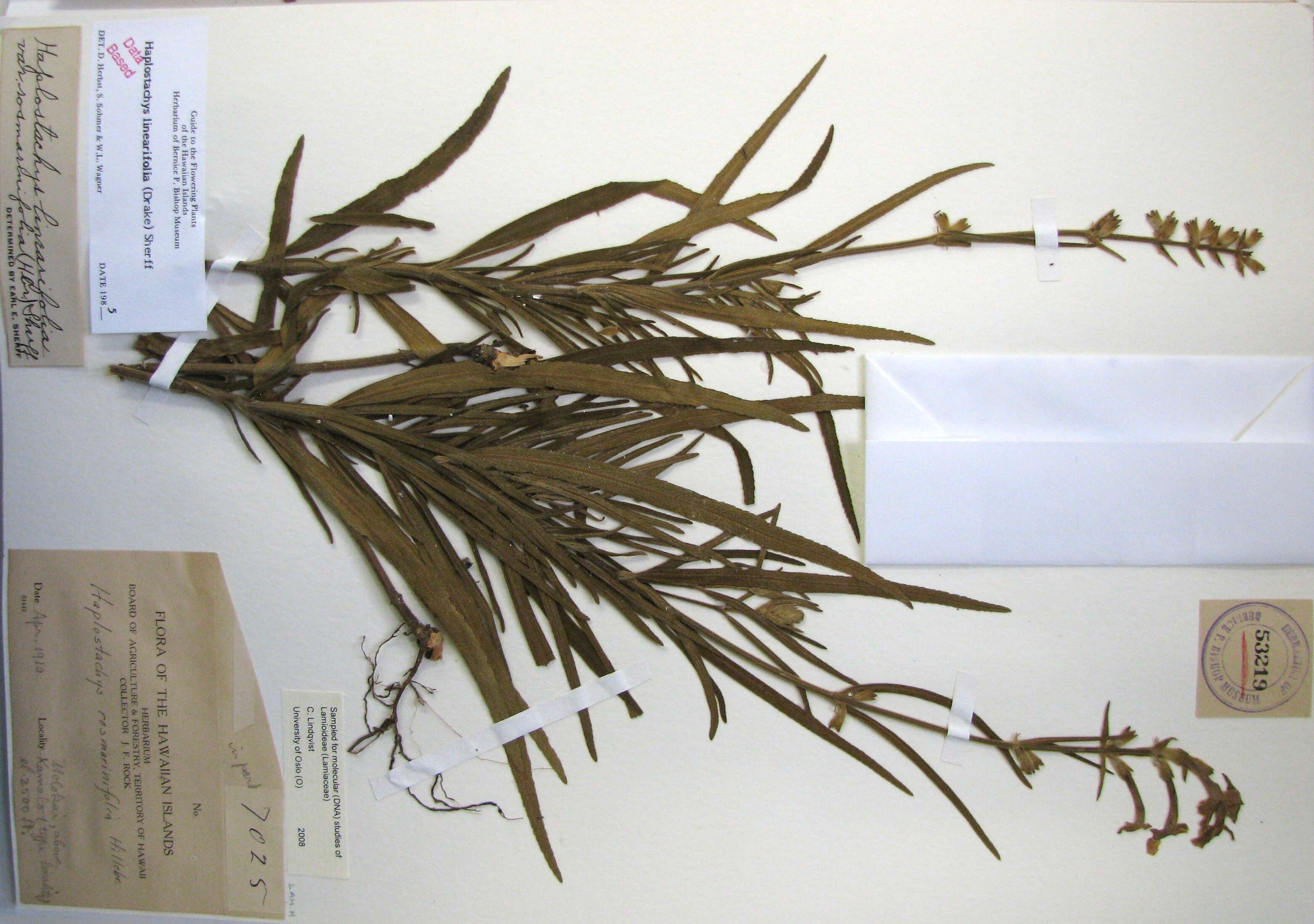 Image of haplostachys