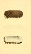 Sivun Protobranchia Pelseneer 1889 kuva