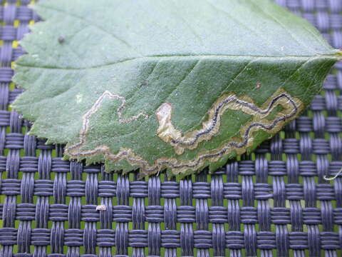 Image of Stigmella splendidissimella (Herrich-Schäffer 1855) Klimesch 1951