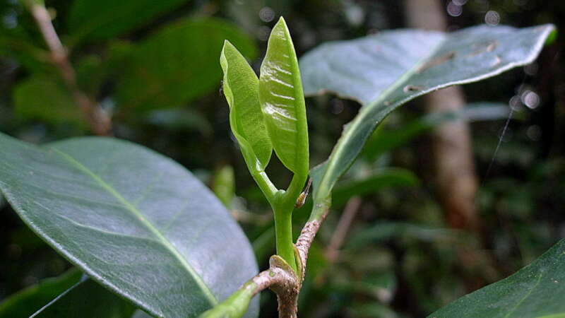 Image of Metrodorea maracasana R. C. Kaastra