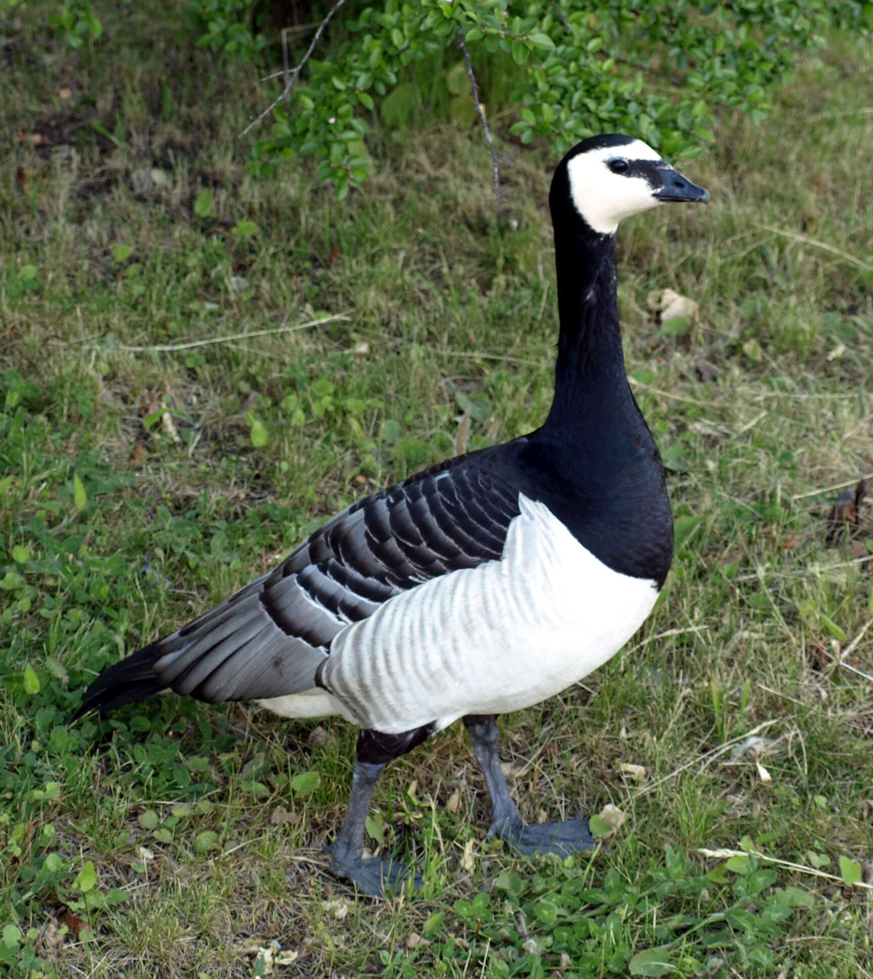 Image of Hawaiian goose