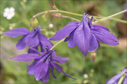 Image of Einsele's columbine