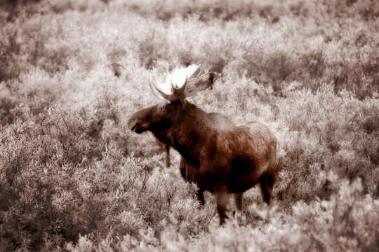 Image of North American Elk