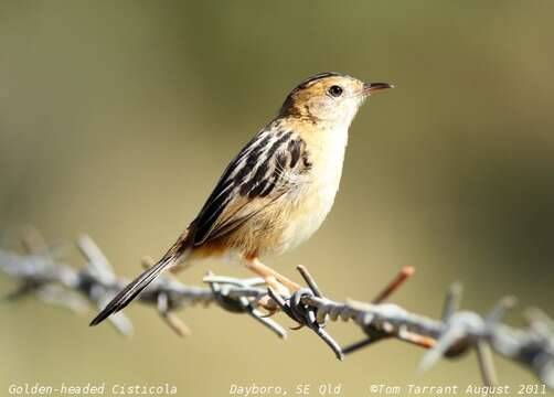 Image of Golden-headed Cisticola