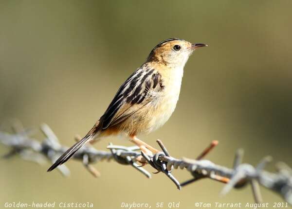 Image of Cisticola Kaup 1829