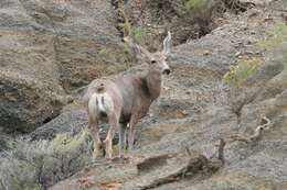 Image of mule deer and white-tailed deer