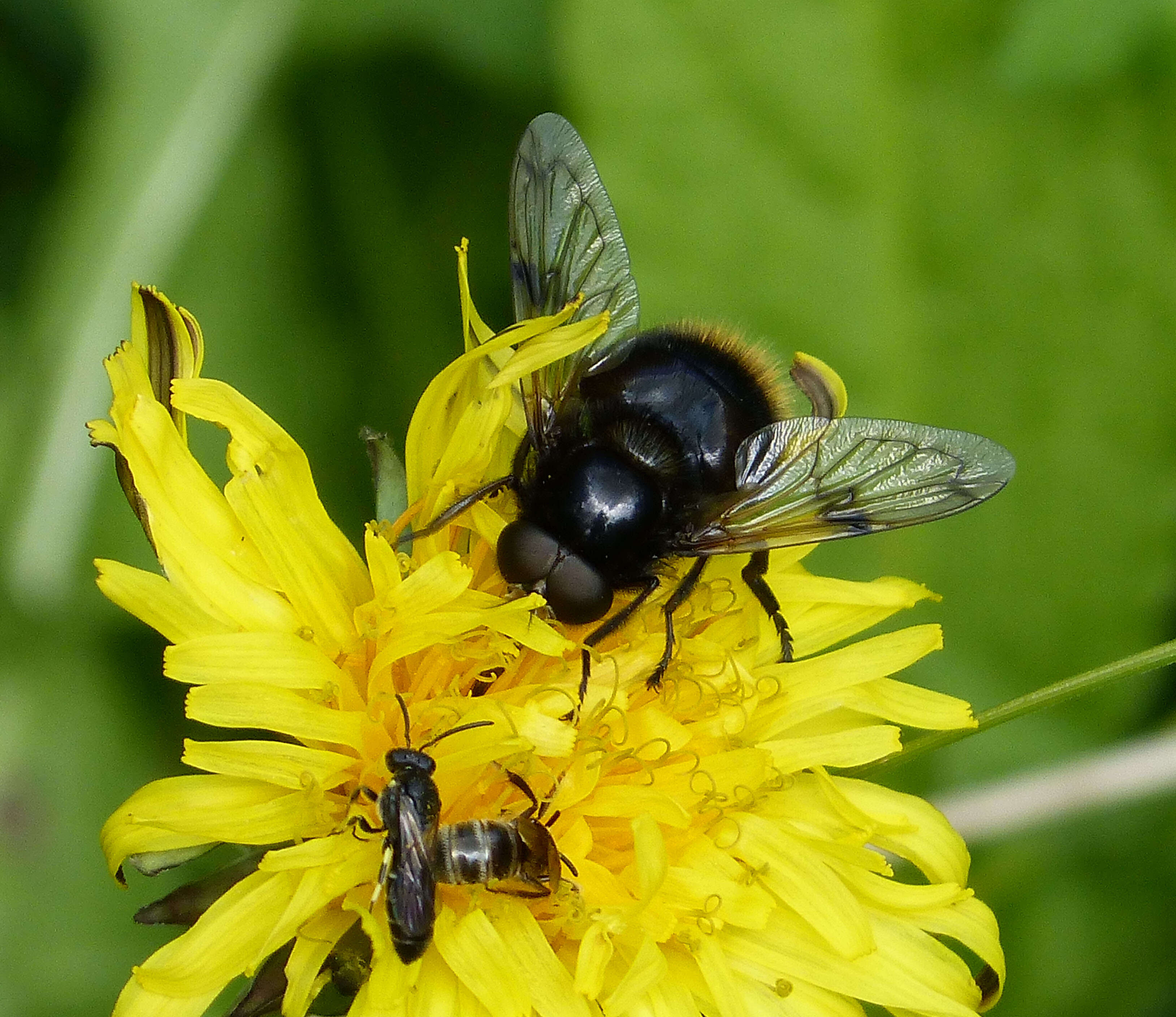 Volucella bombylans (Linnaeus 1758) resmi