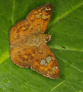 Image of Lepidoptera