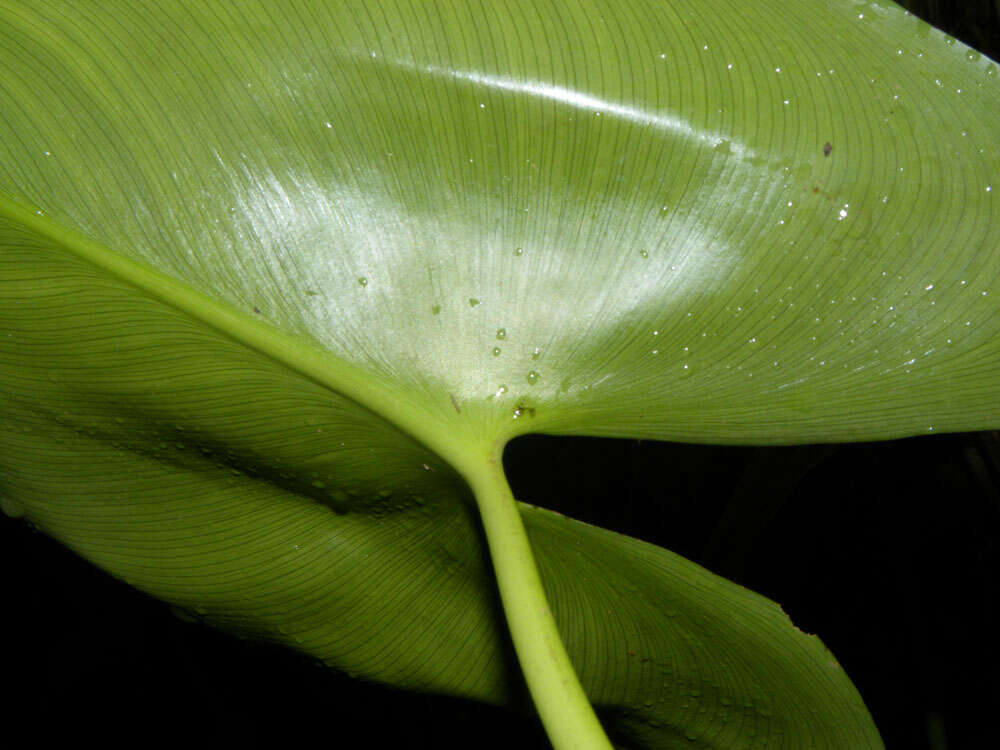 Image de Pontederia rotundifolia L. fil.
