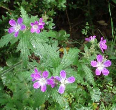 Imagem de Geranium sylvaticum L.