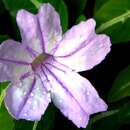 Image of <i>Ruellia mackoyana</i>