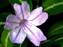 Image of <i>Ruellia mackoyana</i>