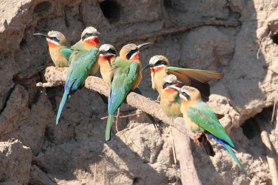 Image of White-fronted Bee-eater