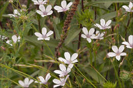 Image of Linum tenuifolium L.