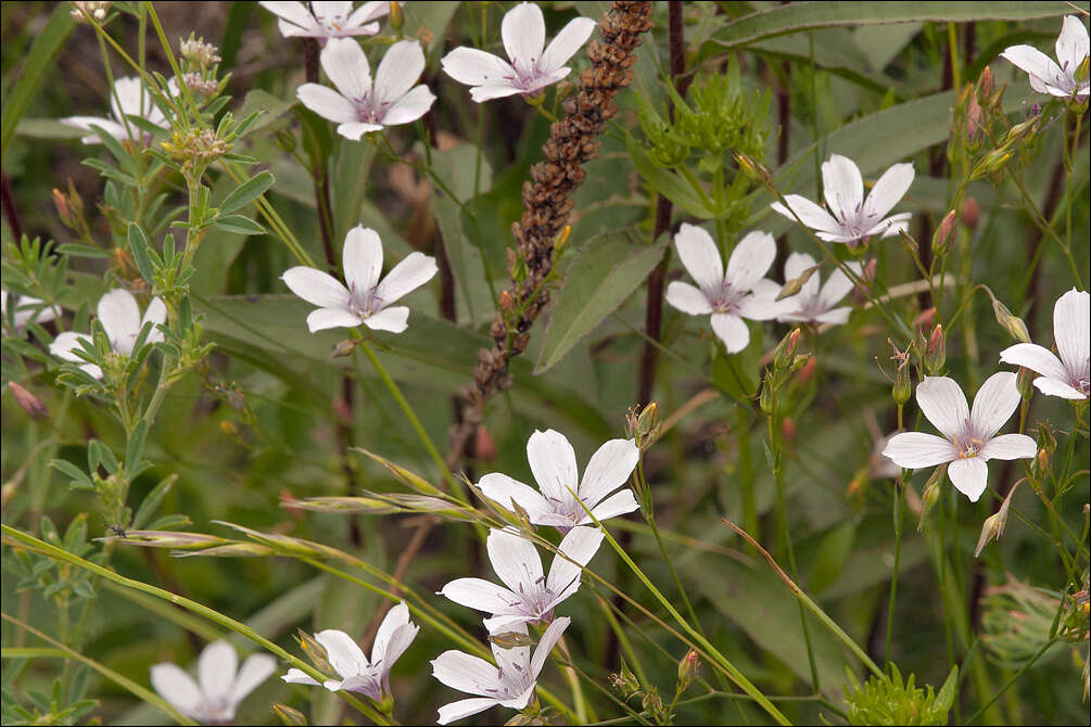 Image of Narrow-leaved Flax