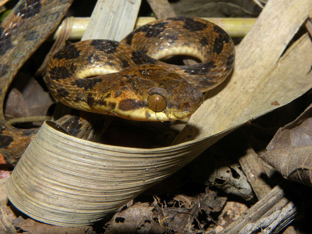 Image of cat-eyed snakes