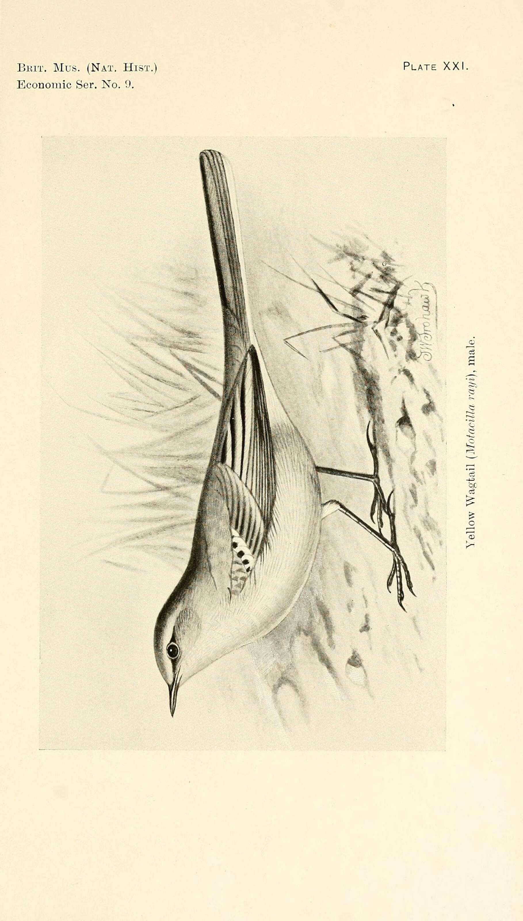 Image of Motacilla Linnaeus 1758